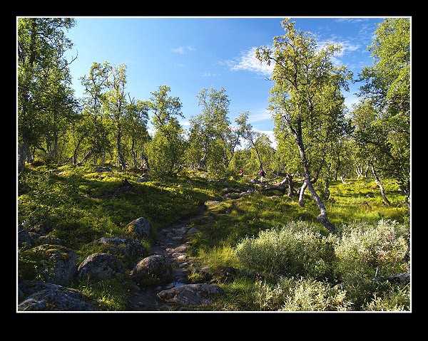 Lesík na Hardangerviddě