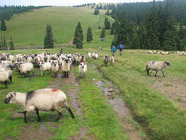 Sureanu - průchod stádem ovcí