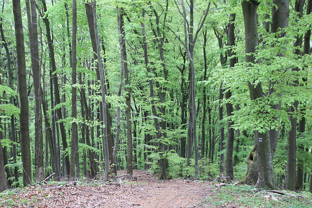 Bukov les nad Rajeckmi Teplicemi
