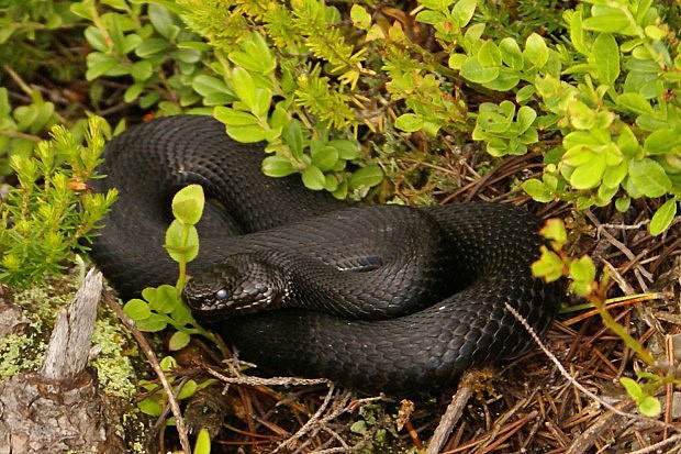Černá zmije