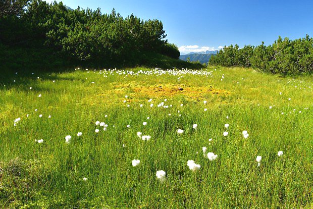 Kvetoucí suchopýry v rašeliništi pod horou Mödringkogel