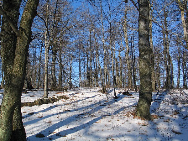 Zima v lese, Vtáčnik