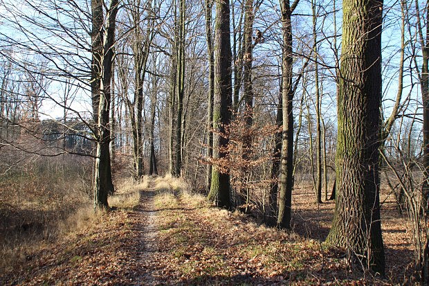 Lesní cesta, Křivý potok