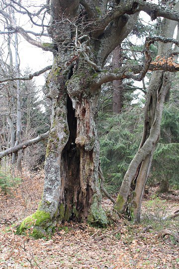 Doupné stromy na Čemerce