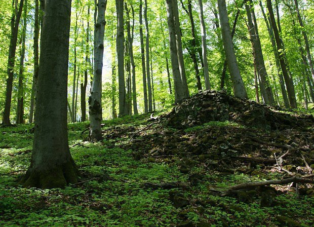 Přirozený bukový les na východním svahu Tlustce